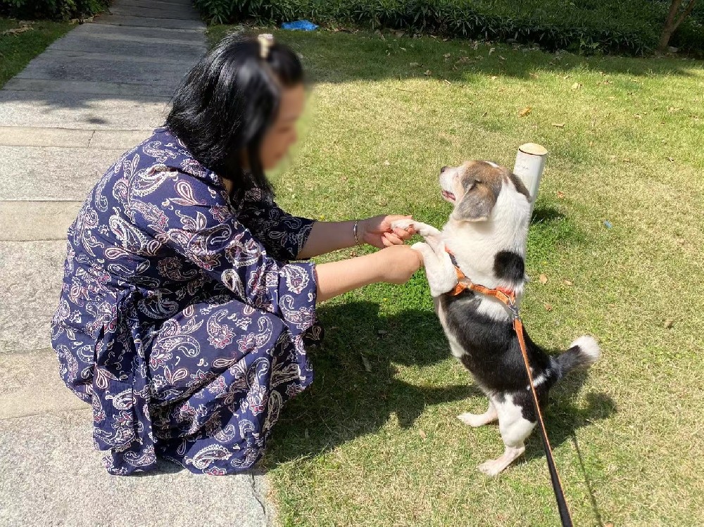 春节出行，宠物怎么办，带走还是寄养？
