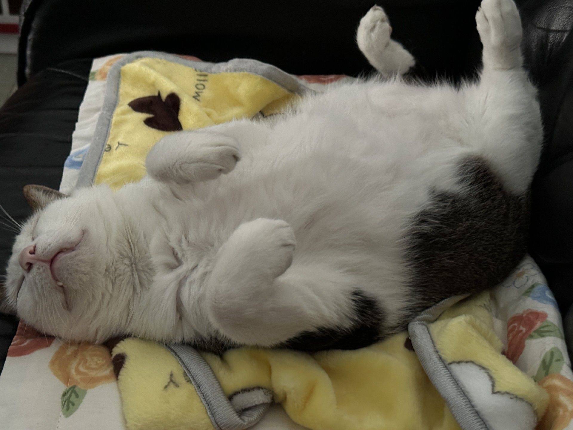 1750088290427452.jpg b320c5ccb0379ceadf03296d2a1ed56.jpg