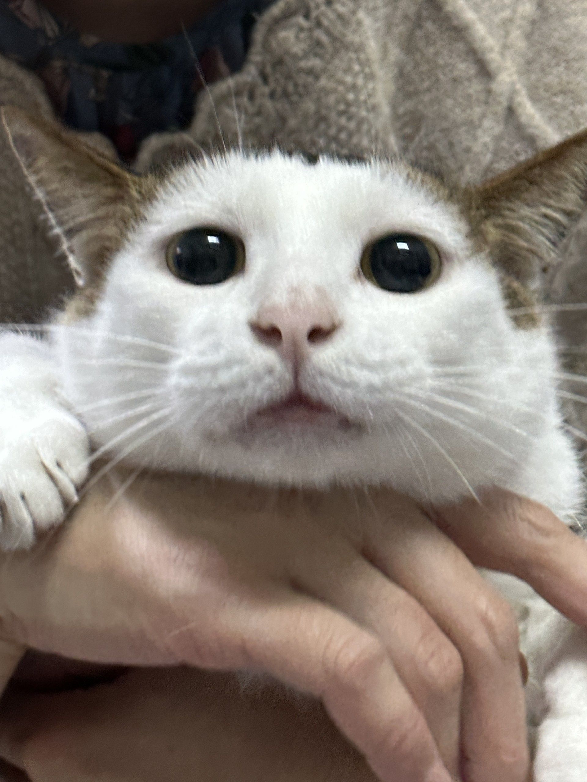 1750088510481128.jpg f49c74ff82100bb04f23b8e0bd1faf3.jpg