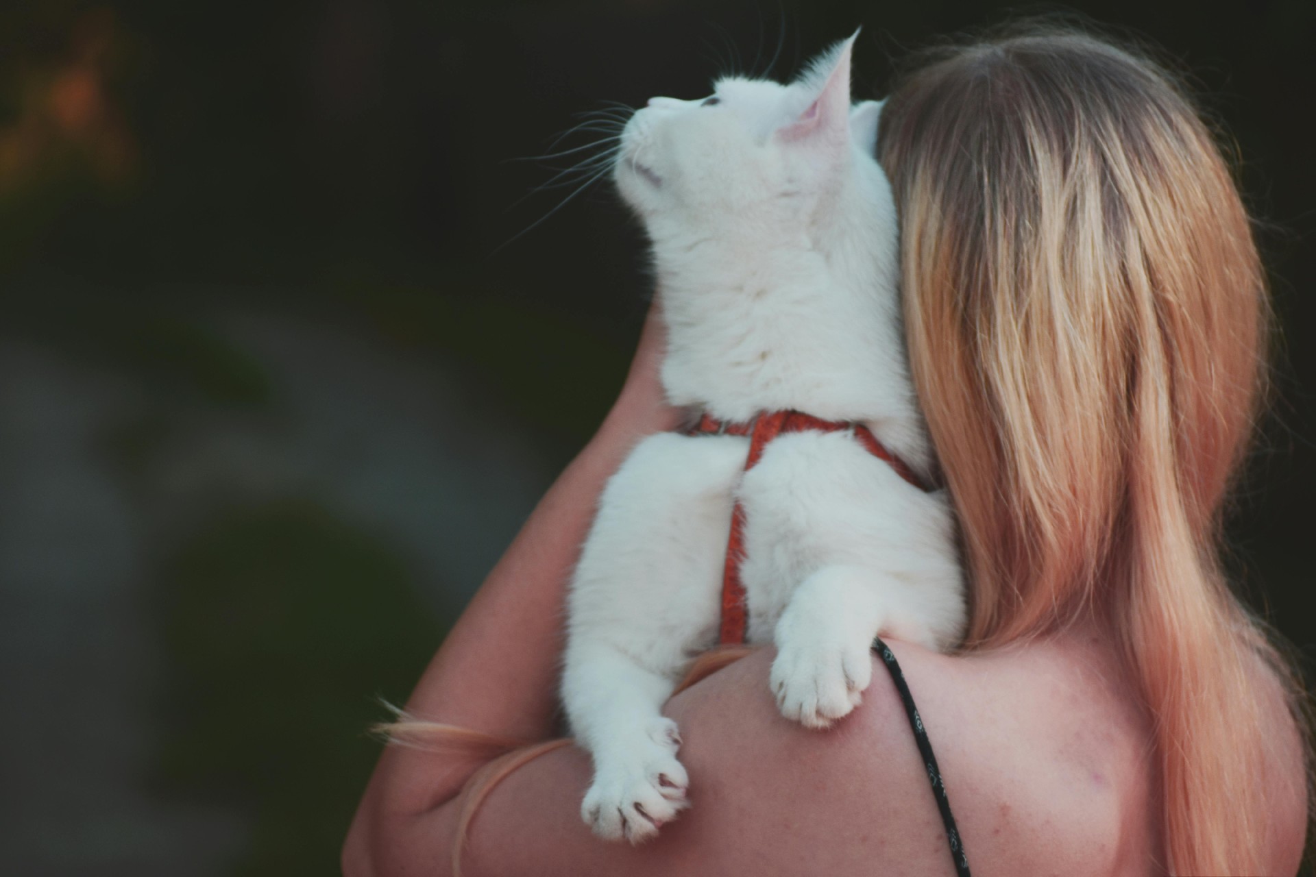 pexels-didsss-2128380.jpg