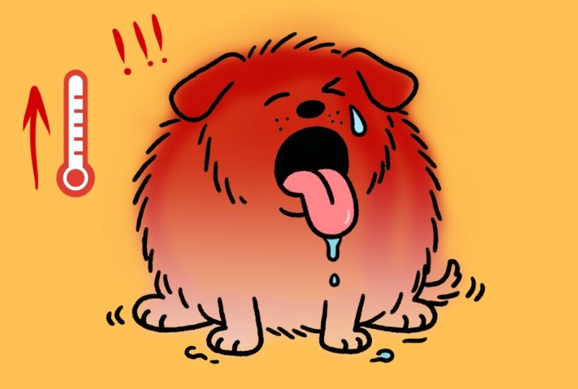 “毛孩子”的防暑指南