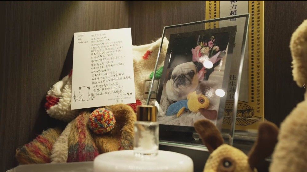 从文化认知断层到情感价值认同:宠物殡葬行业的破局之路