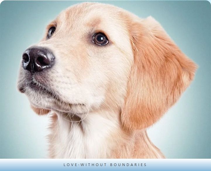 别再这样抱狗狗了！