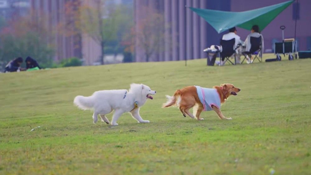 大暑时节高温闷热,宠物容易中暑或出现热应激反应