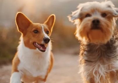 摆渡人的温度与困境：宠物善终服务行业观察