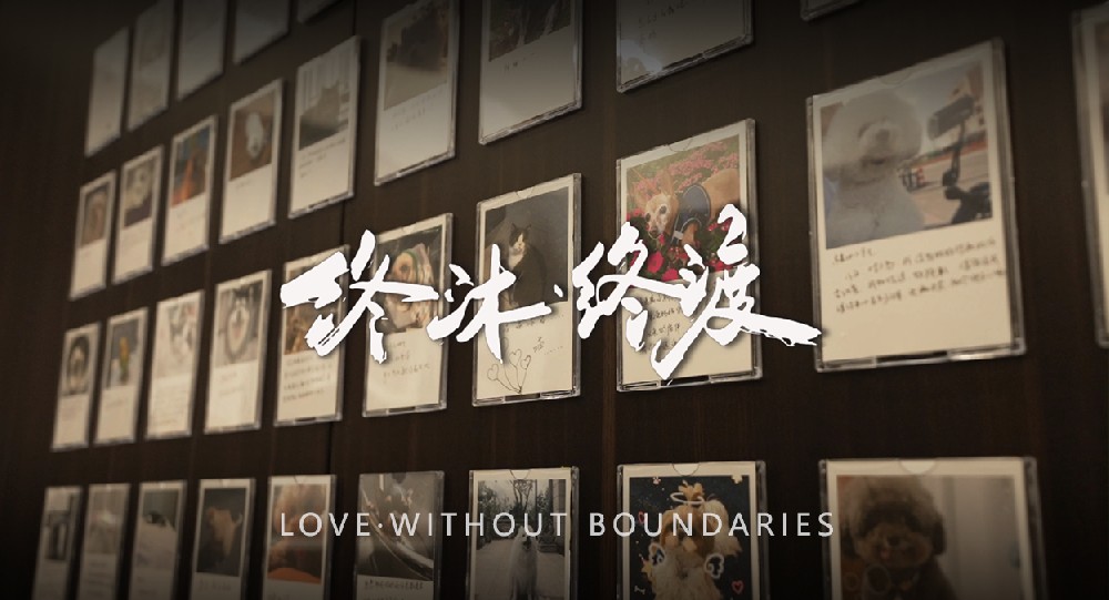 终沐宠物善终服务:以专业守护告别,邀您共筑温暖事业