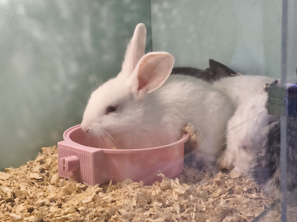 终沐全国招商启动!全链路扶持 + 成熟品牌,解锁宠物殡葬创业新机遇