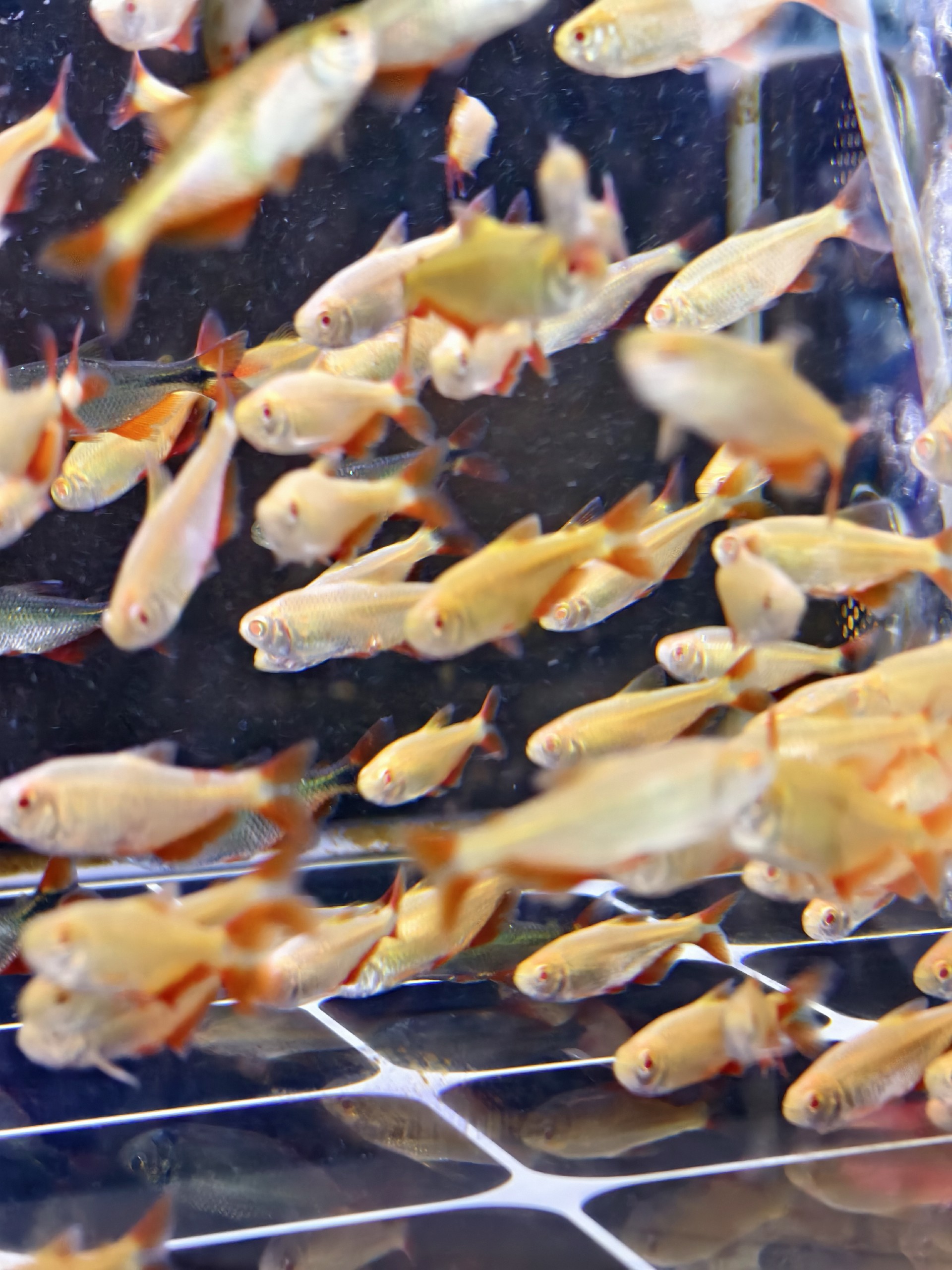 1765160939185372.jpg 443b16d356d66d0fe40b66ed3ba1bb2c.jpg