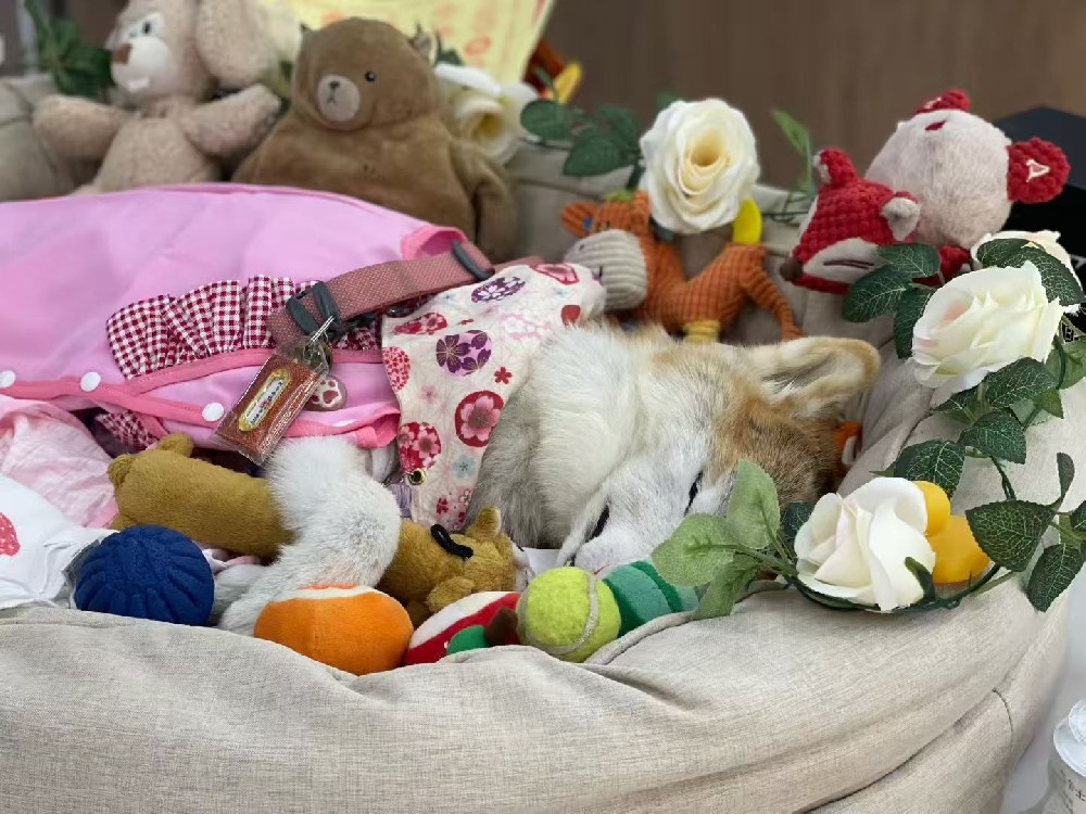 当嘉年华里谈论告别:一次关于生命尊严的温柔播种